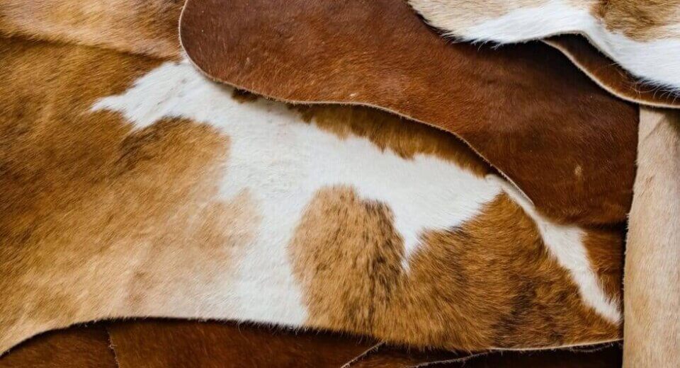 How To Clean A Cowhide Rug So It Stays Beautiful For A Long Time Thewellthieone