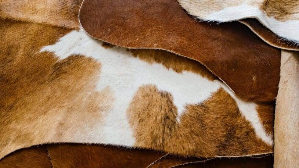 How To Clean A Cowhide Rug So It Stays Beautiful For A Long Time Thewellthieone