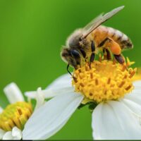 How To Use Bee Pollen Powder to Increase Energy and Improve Health TheWellthieone