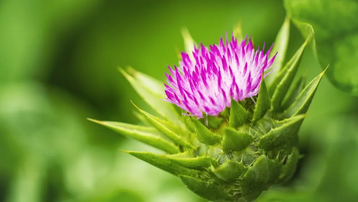 Have You Tried A Milk Thistle Weight Loss Program 3 Best Picks to Try It! TheWEllthieone