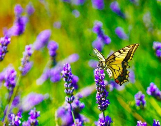 History, Uses & Spanish Lavender Care in Your Garden TheWellthieoen