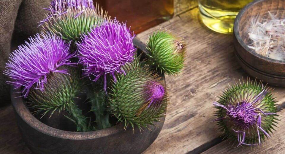 Milk Thistle for Hangover – How this Super Herb Can Help You Recover Faster TheWellthieone