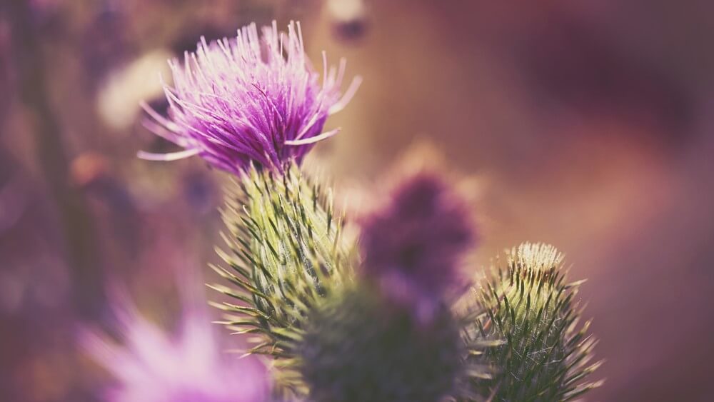 Milk Thistle for Hangover – How this Super Herb Can Help You Recover Faster TheWellthieone