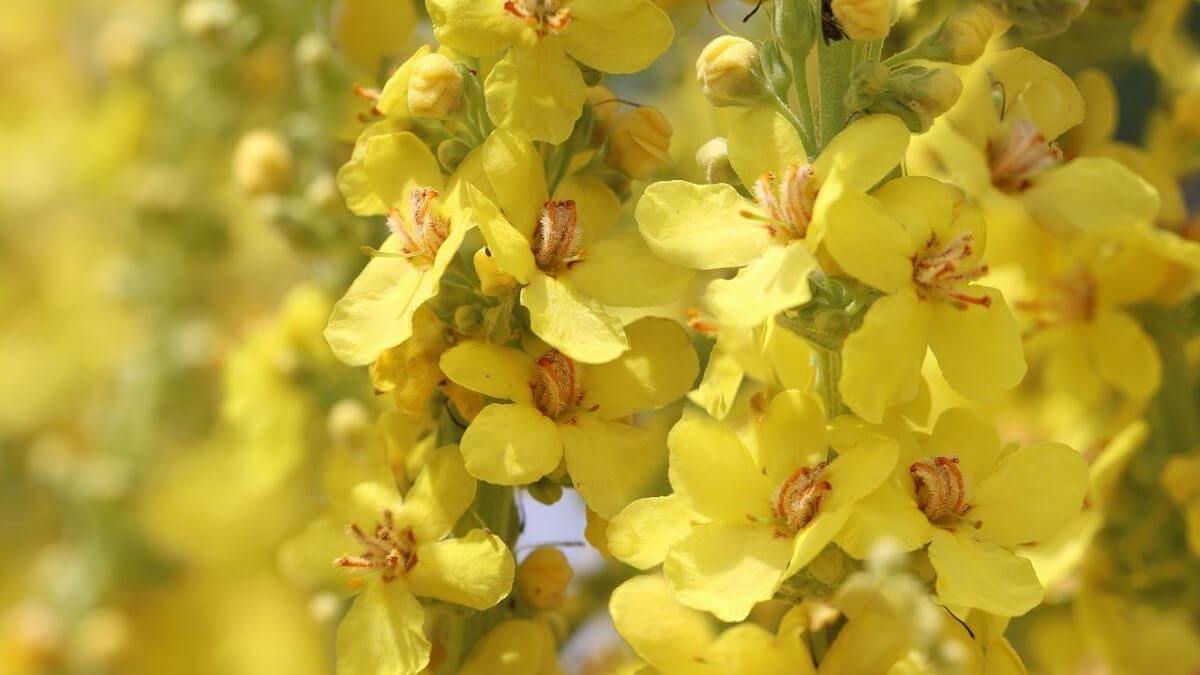 Mullein For Lungs - The Best Way to Detoxify and Heal Naturally! TheWellthieone
