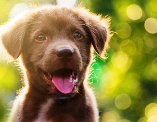 Natural Pain Solutions for Dogs - 7 Ways to Make Your Pet Happy Again TheWellthieone