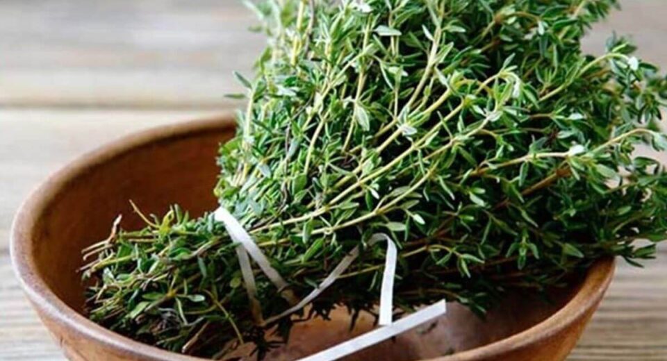 The Wonders of Thyme - Health Benefits and Ways to Use This Herb TheWellthieone