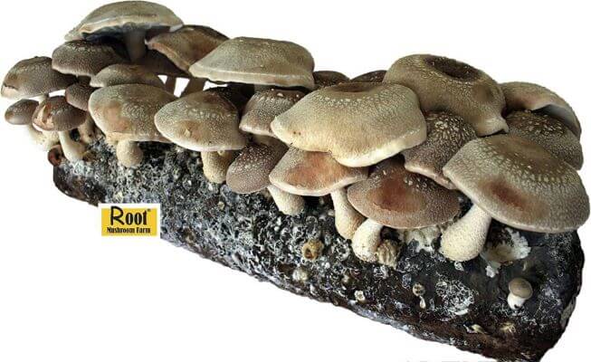 Root Mushroom Farm- Shiitake Mushroom Growing Kit TheWellthieoen