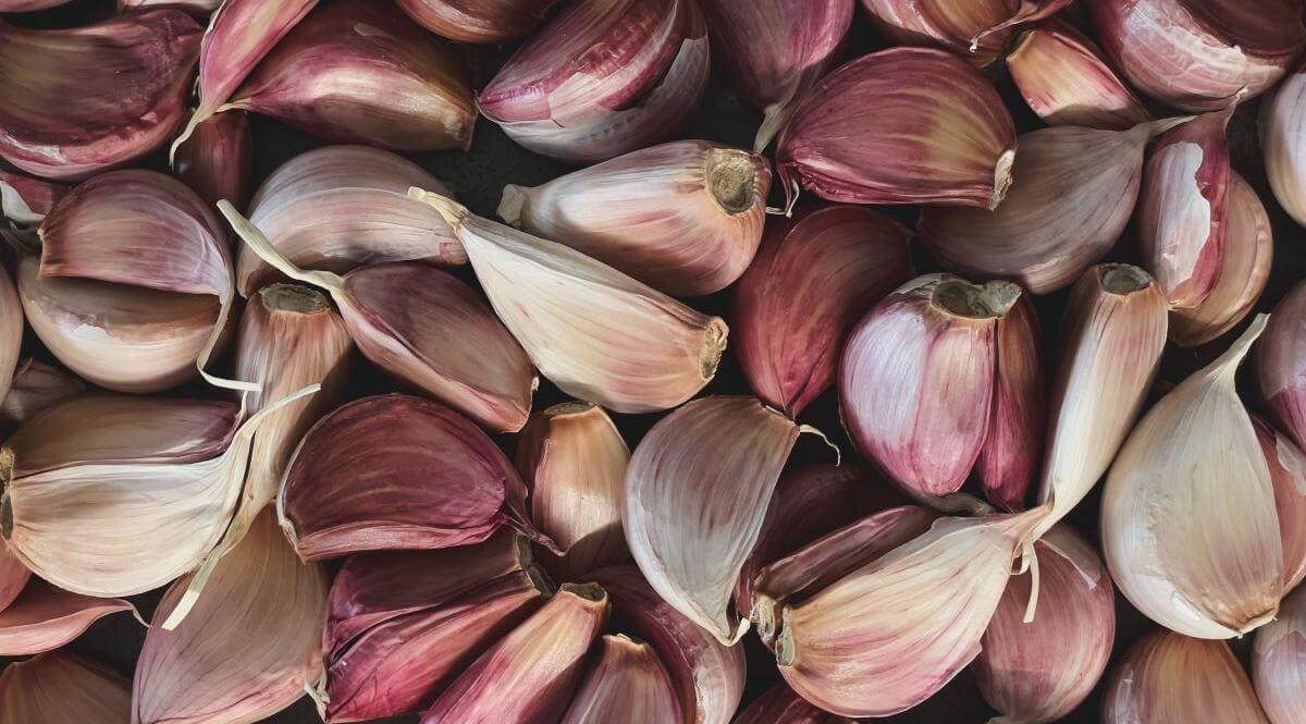 Best Garlic Supplement for High Blood Pressure, Cholesterol & Immunity Thewellthieone