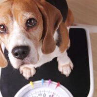 4 Best Diabetic Dog Treats That Will Help Your Pet Lose Weight