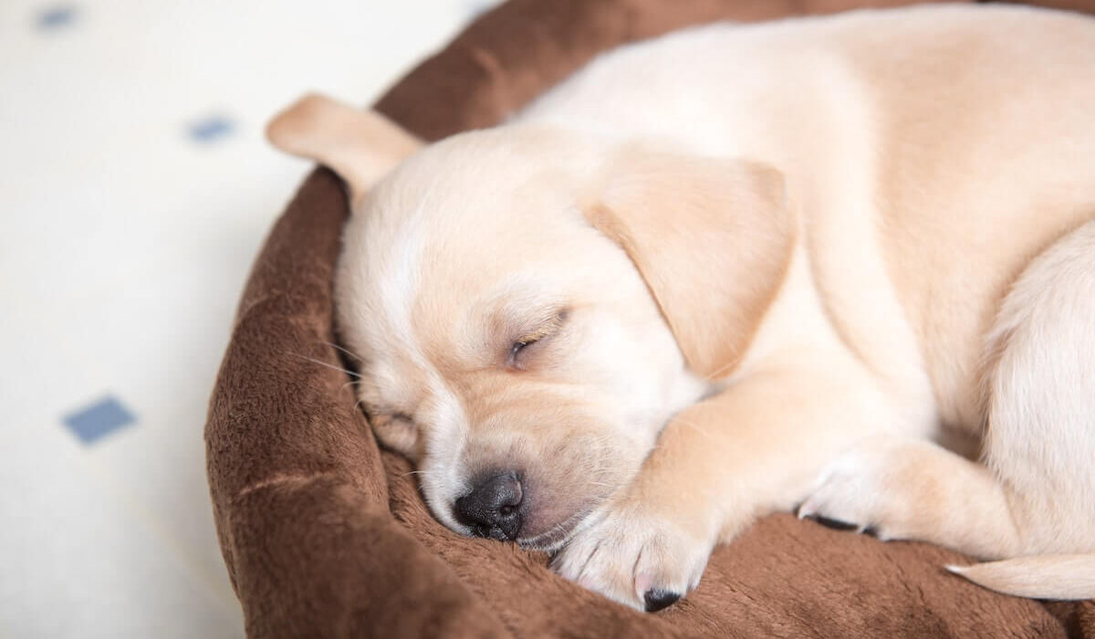 Why a Calming Dog Bed Might Be Right for Your Furry Friend TheWellthieone