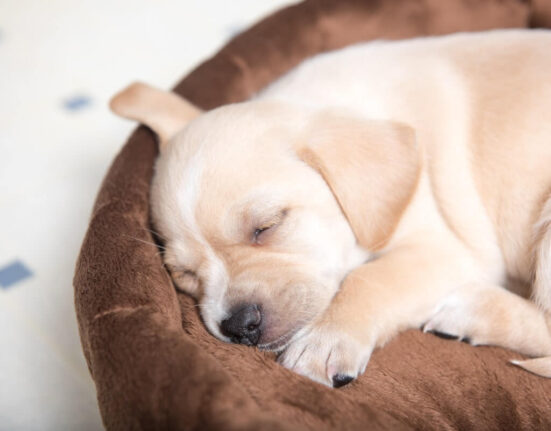 Why a Calming Dog Bed Might Be Right for Your Furry Friend TheWellthieone