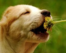Can Dogs Eat Dandelions The Health Benefits of Dandelions For Dogs TheWellthieone