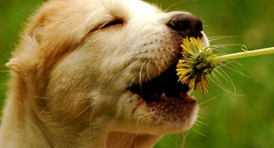 Can Dogs Eat Dandelions The Health Benefits of Dandelions For Dogs TheWellthieone
