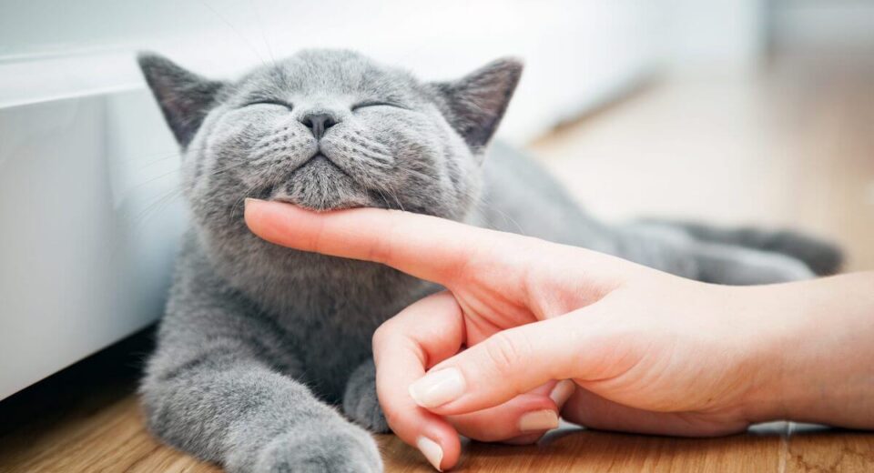 Are Cats Ticklish- Your Questions Answered! TheWelllthieone