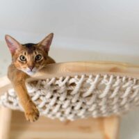 Cat Hammock - It’s What Your Cat Wants! TheWellthieone