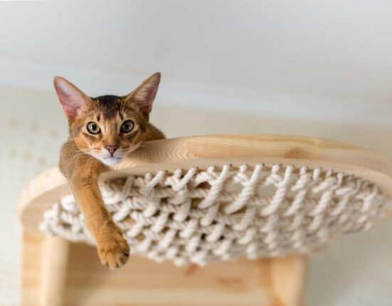 Cat Hammock - It’s What Your Cat Wants! TheWellthieone