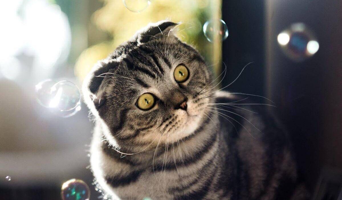 Want Your Cat to Love You More? Give Him Catnip Bubbles! TheWellthieone