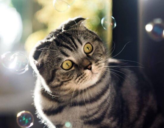 Want Your Cat to Love You More? Give Him Catnip Bubbles! TheWellthieone