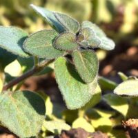 Italian Oregano Is a Wonder Herb That You Didn’t Know You Needed! TheWellthieone