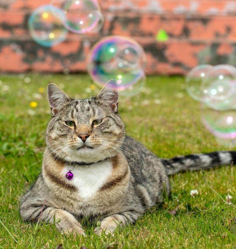 Cats love watching and pouncing on catnip bubbles!
