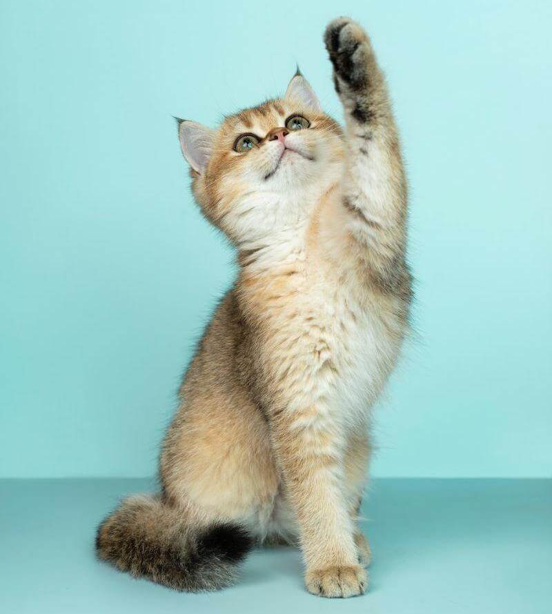 Are cats ticklish under their arms?  There’s a lot of nerve endings under there, so it is quite possible that they are!
