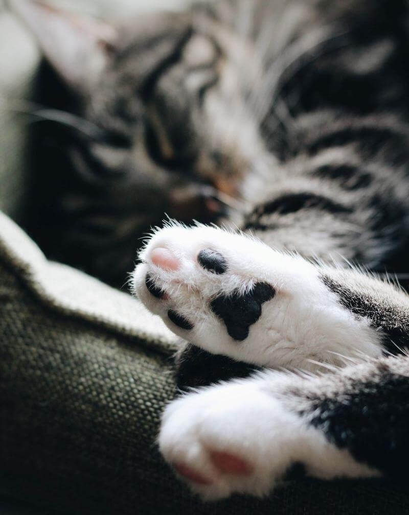 Are cats ticklish on their paws?  Try it.  We dare you!