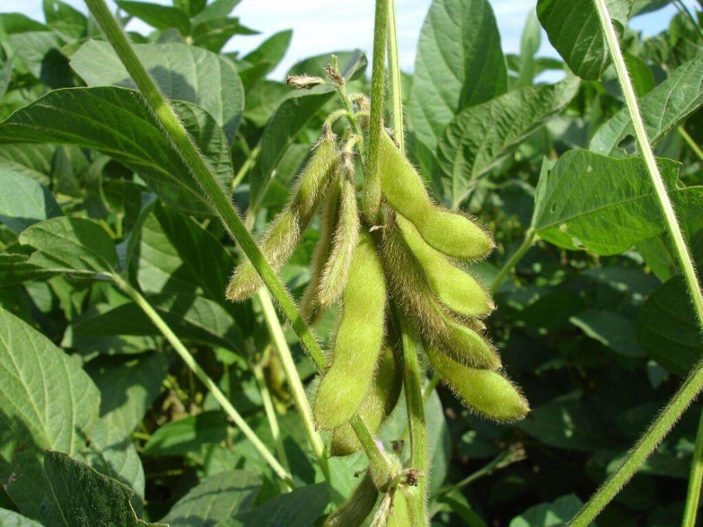 Soybeans ready to be harvested. Soy lecithin is made from soybean oil, so it is naturally gluten free.
