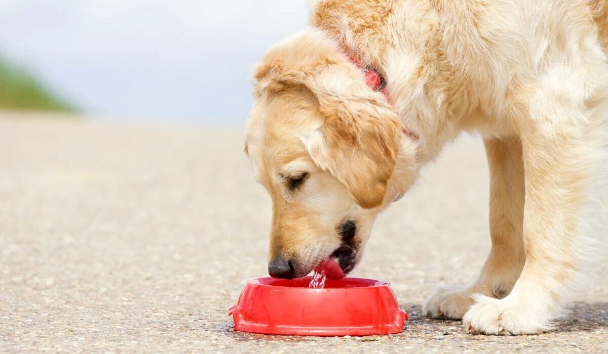 Hydrate On the Go With A Water Bottle for Dogs - 2 Options TheWellthieone