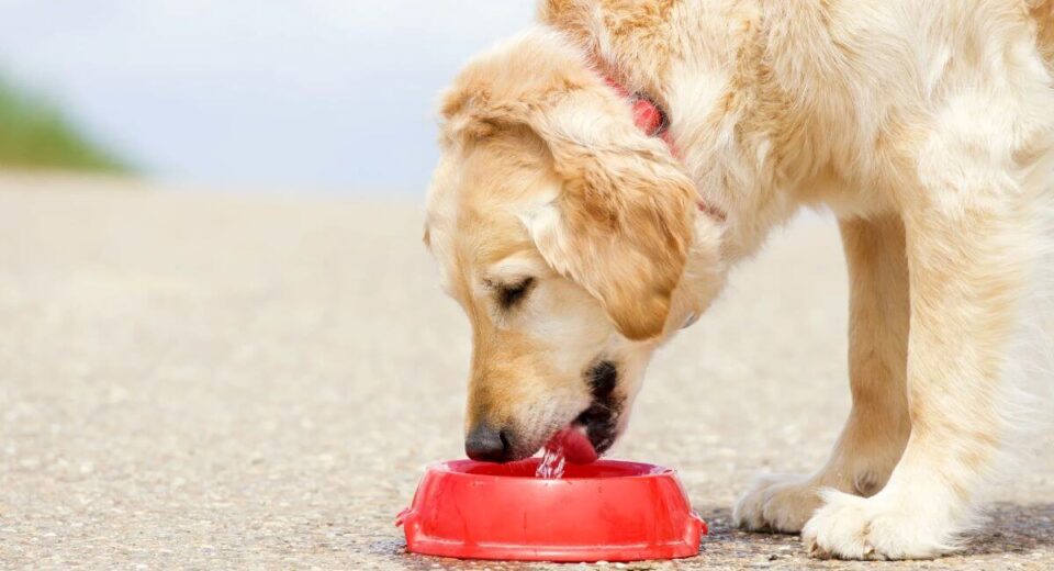 Hydrate On the Go With A Water Bottle for Dogs - 2 Options TheWellthieone