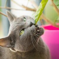 Impress Your Cat & Learn How to Dry Catnip! TheWellthieone