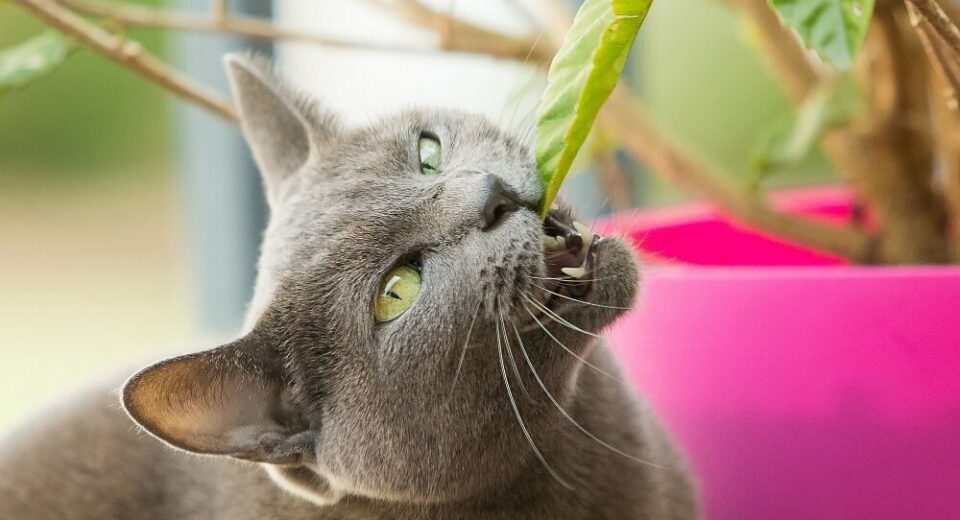 Impress Your Cat & Learn How to Dry Catnip! TheWellthieone