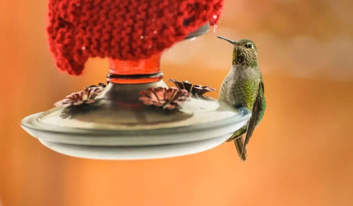 A Heated Hummingbird Feeder Attachment Will Keep Them Happy All Winter! TheWellthieone