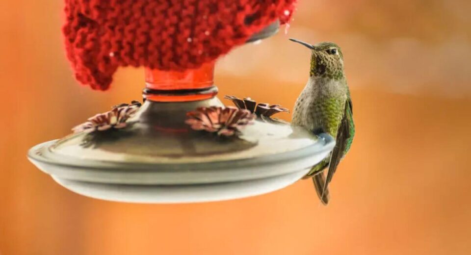 A Heated Hummingbird Feeder Attachment Will Keep Them Happy All Winter! TheWellthieone