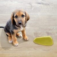How to Protect Wood Floors From Dog Urine TheWellthieone