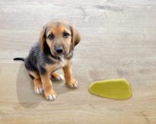 How to Protect Wood Floors From Dog Urine TheWellthieone