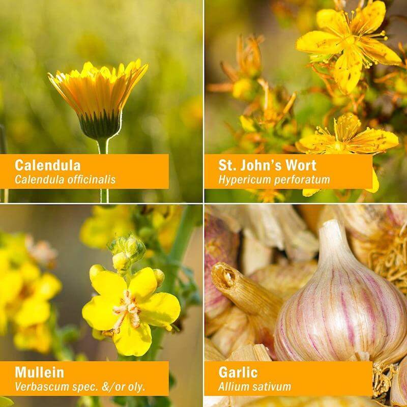 The different herbs in this formula that make it so effective are mullein, garlic, St. John’s Wort and calendula
