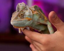 Best Heated Lamp for Pet Reptiles - Reject the Fake UVA & UVB Lights! TheWellthieone