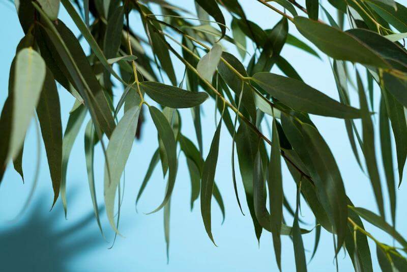 Eucalyptus oil comes from the leaves.  Eucalyptus’ essential oils reduce inflammation, relieve pain, relieve congestion, and has cognitive benefits.

