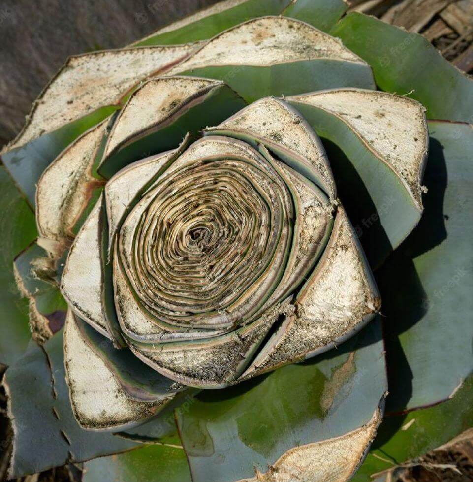 The core or pinas of the agave plant is harvested to make tequila.