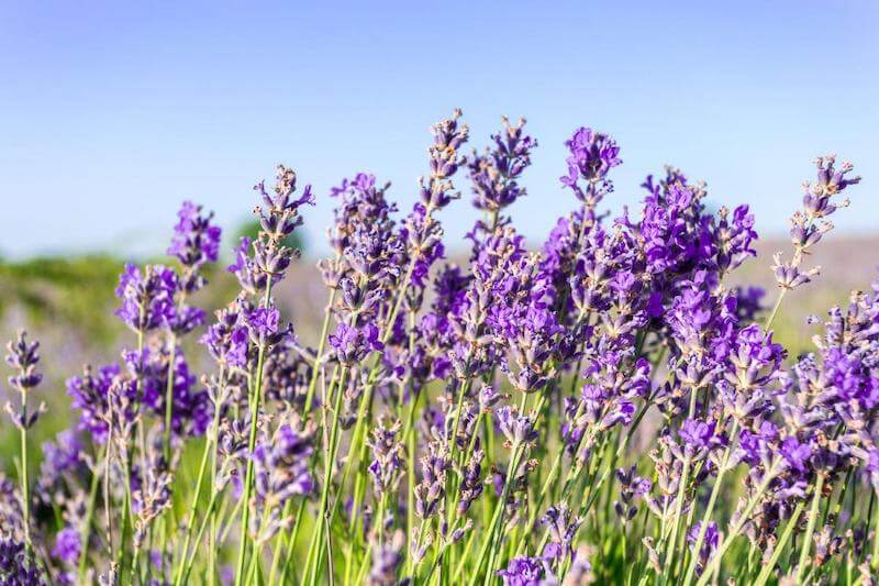 Lavender emits a relaxing and healing fragrance.  It is also antibacterial, antiviral and antifungal.
