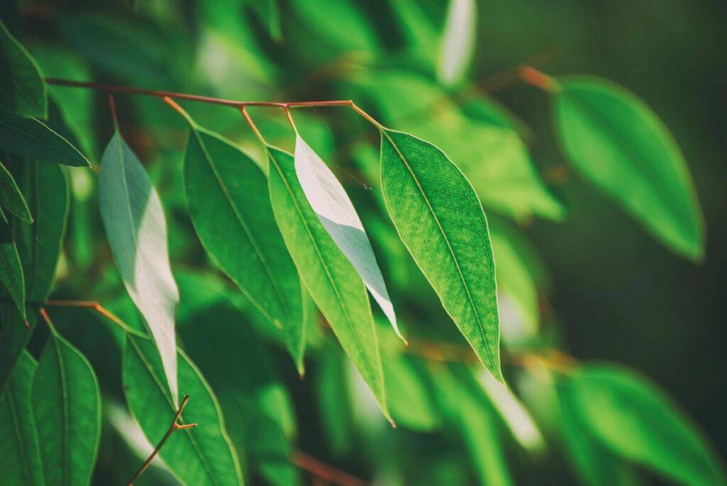 Eucalyptus essential oil is anti-bacterial and gentle on skin at the same time, eliminating odors easily while giving your skin a boost.
