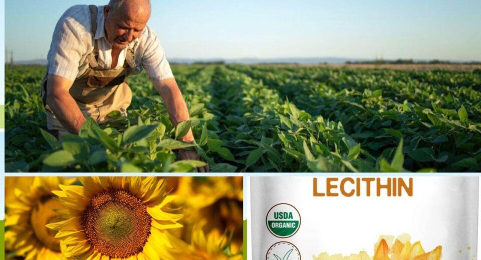 Sunflower Lecithin vs. Soy Lecithin - All Your Questions Answered! TheWellthieone