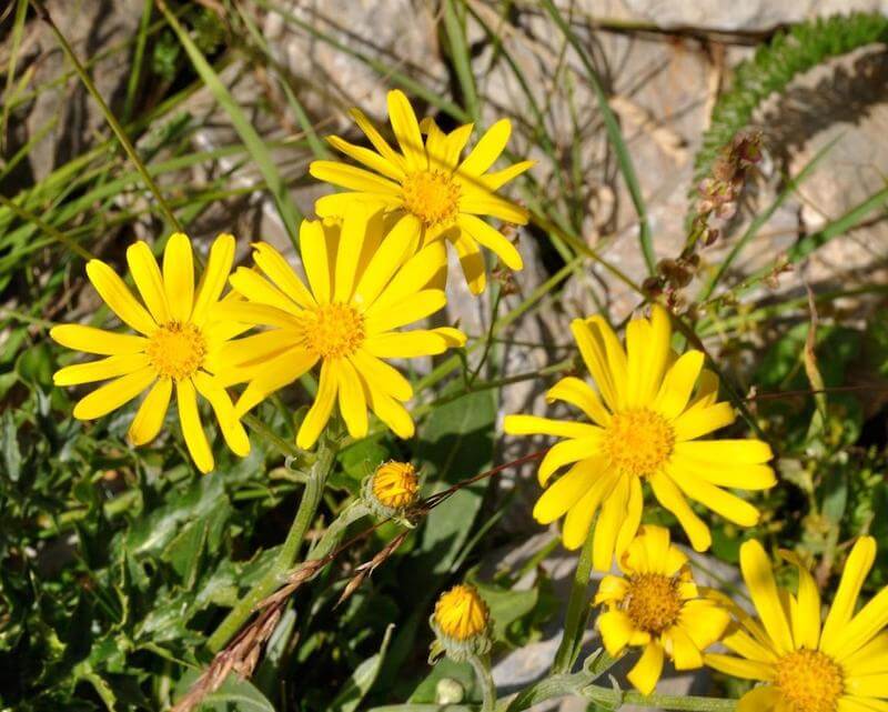 Arnica is a plant that has been used for centuries to treat various injuries and illnesses. It is especially effective at treating solar plexus pain, due to its ability to address inflammation and pain in the area. 
