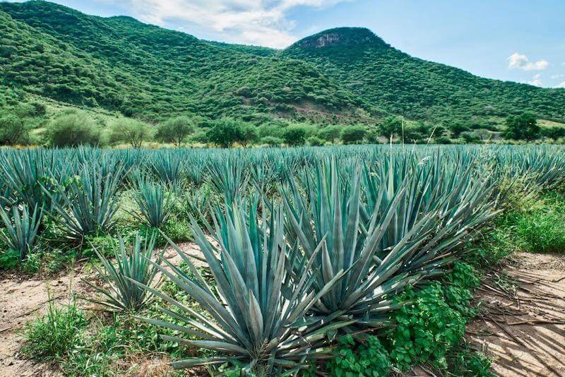 Is tequila gluten free? Tequila is made from the blue agave plant, which is gluten free in nature.