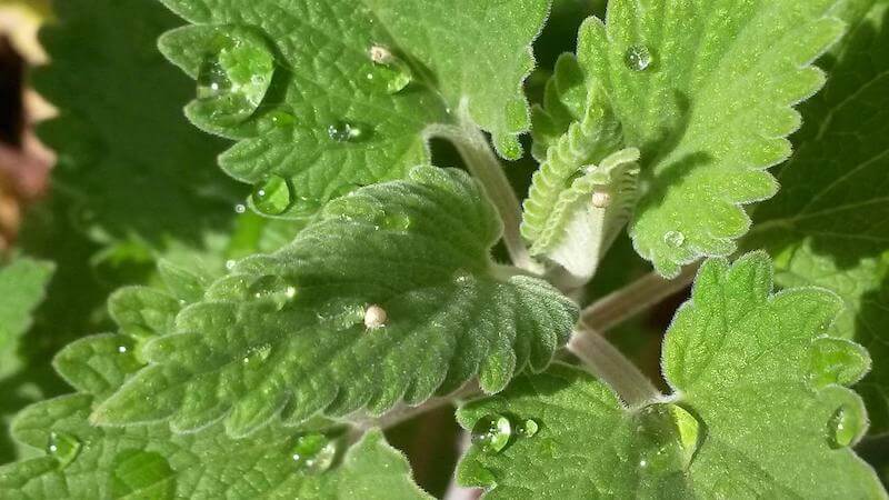 Catnip herb has broad, fuzzy leaves with serrated edges.
