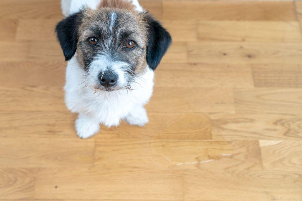 How to protect wood floors from dog urine?  Hydrogen peroxide, baking soda and vinegar are 3 great options to help remove the smell.
