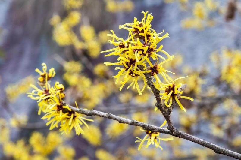 This is what the witch hazel shrub and flower looks like.  Witch hazel is an incredible anti-oxidant which reduces inflammation, which is the key cause in eliminating acne breakouts.  It is also anti-bacterial and fights infection, which are indicated by whitehead pimples.
