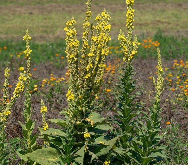 Organically grown mullein flower plants in a sustainable, wild environment.
