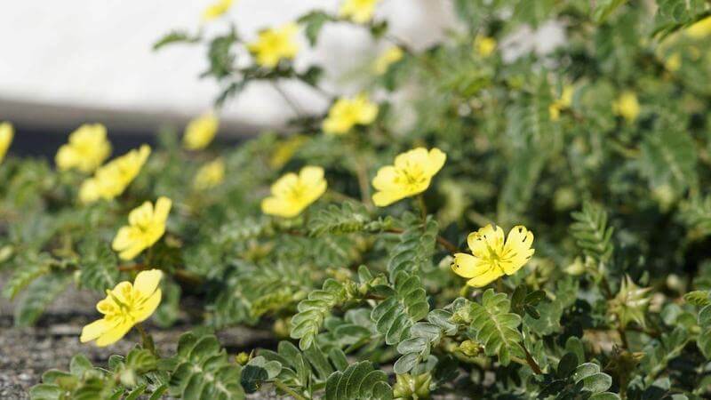 The leaves, stem and fruit of the Tribulus plant are used as an herbal remedy to aid in the increasing of testosterone naturally.
