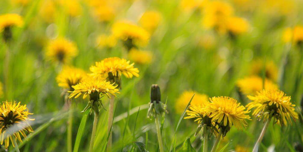 If people only knew how instrumental dandelion “weeds” are at restoring and keeping the liver healthy, they would not be trying to remove them from their lawns.  We should be growing them in our gardens!
